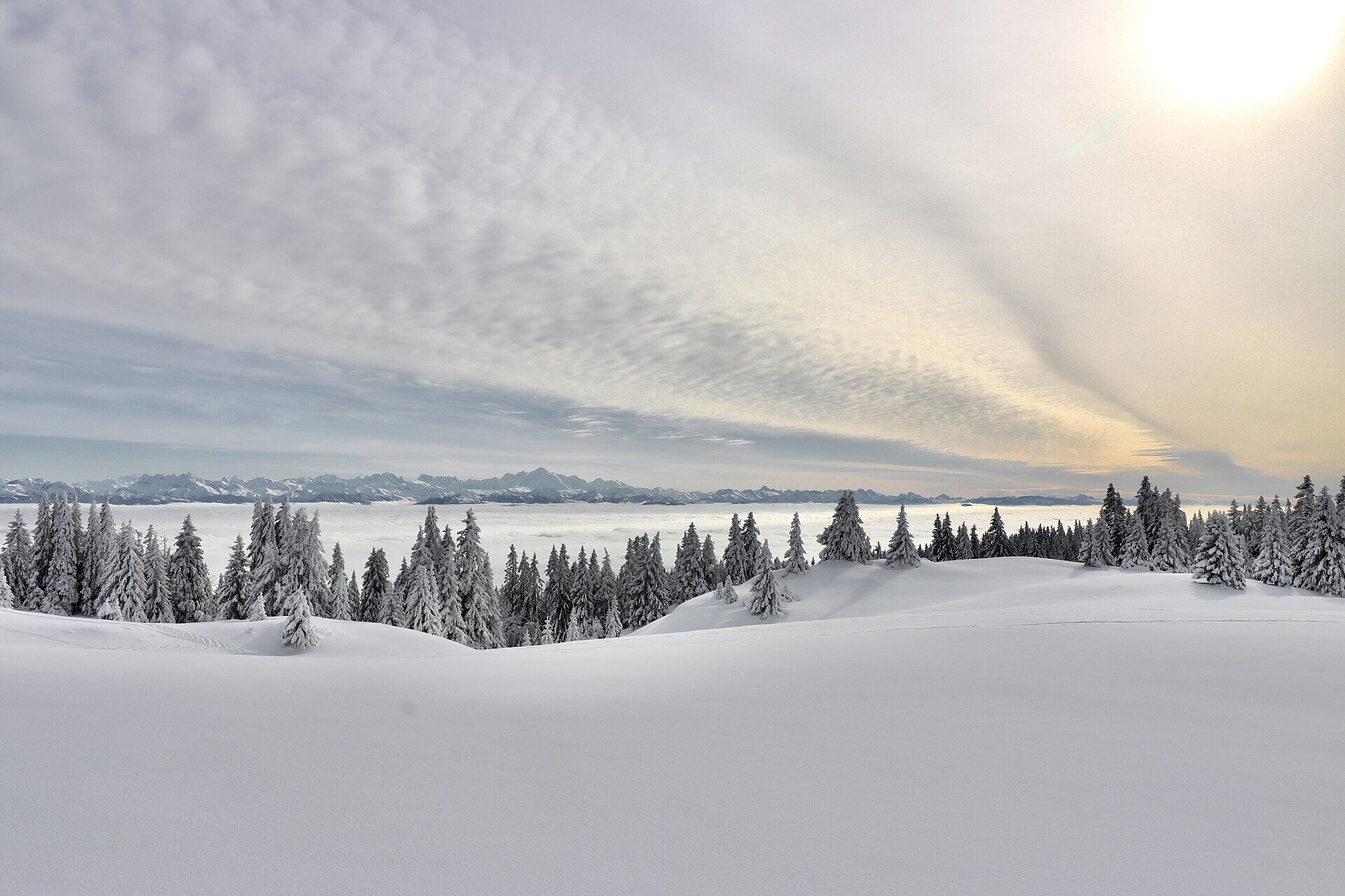 Sapins givrés du Mont Tendre au-dessus de la mer de nuages