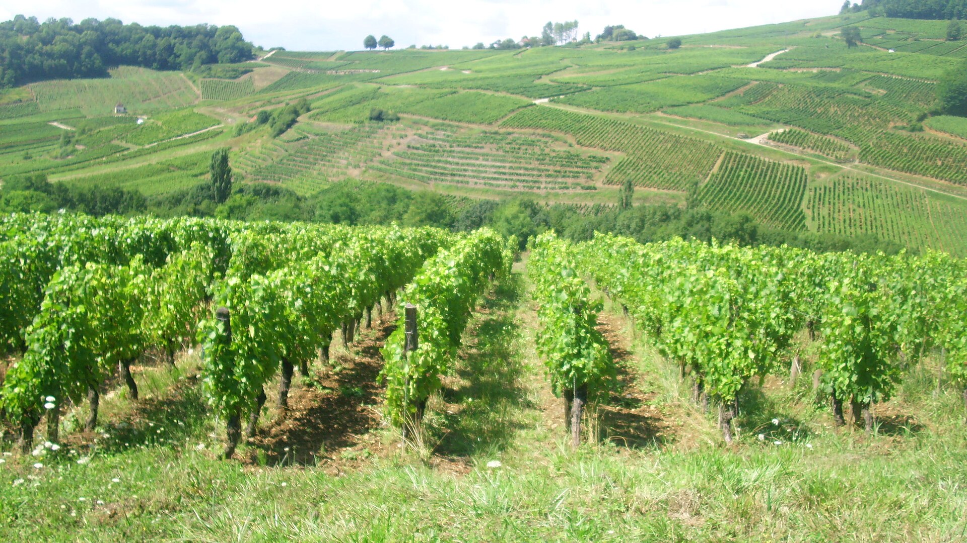 Château-Chalon perched above its vineyards