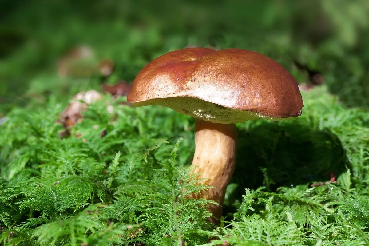 Journées du Champignon